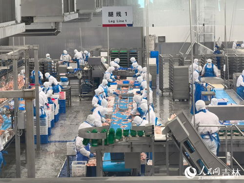 環境優 根基實 全鏈肉雞產業助吉林鄉村振興